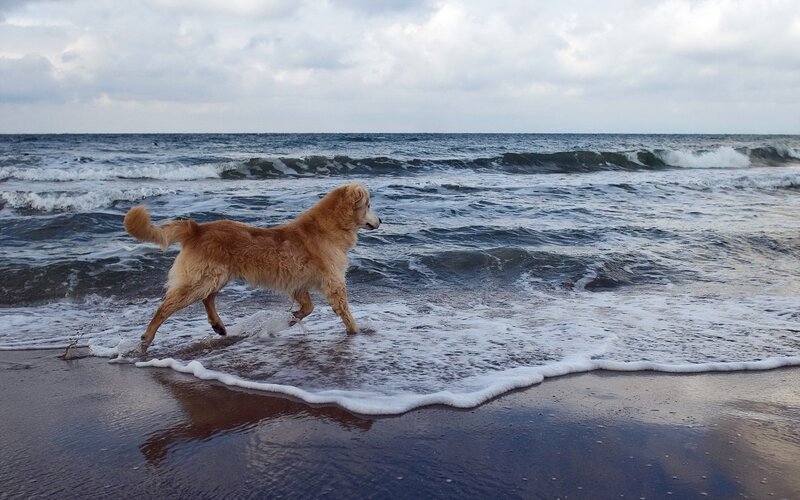 Dog playing at the beach