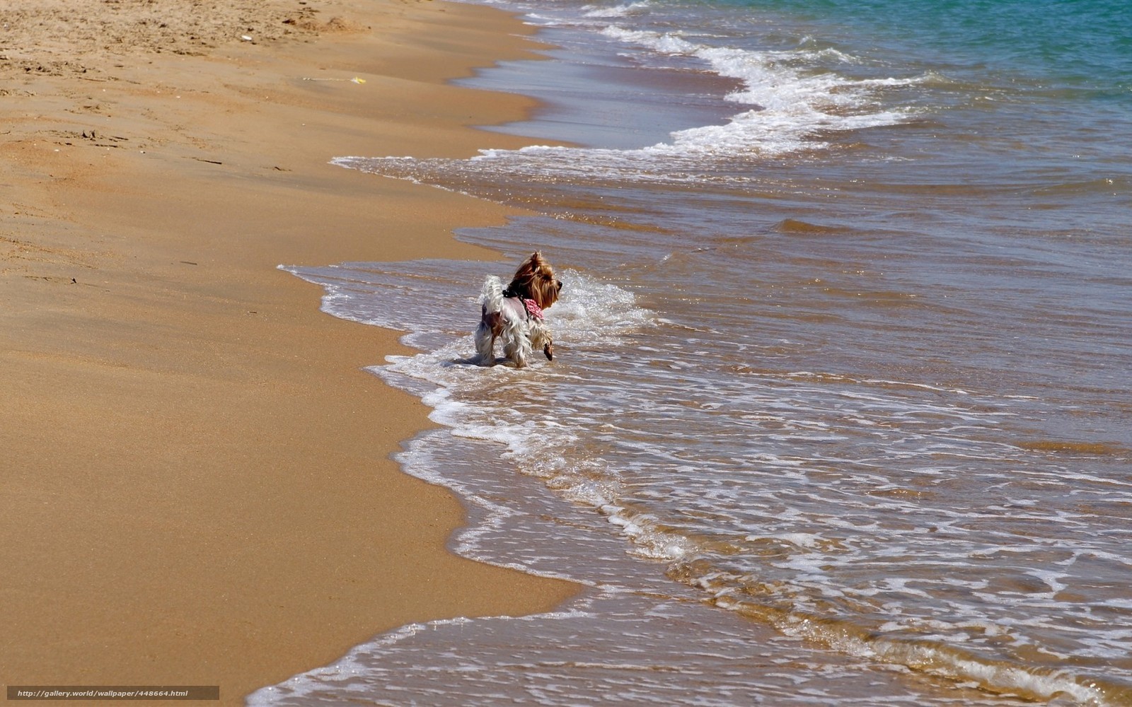 dog playing at the beach