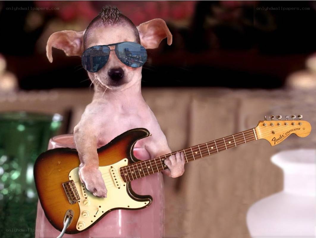 dog playing electric guitar
