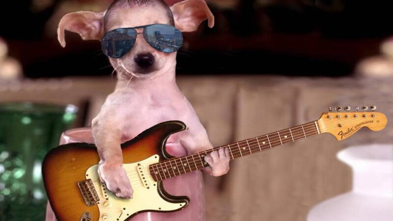Dog Playing Guitar
