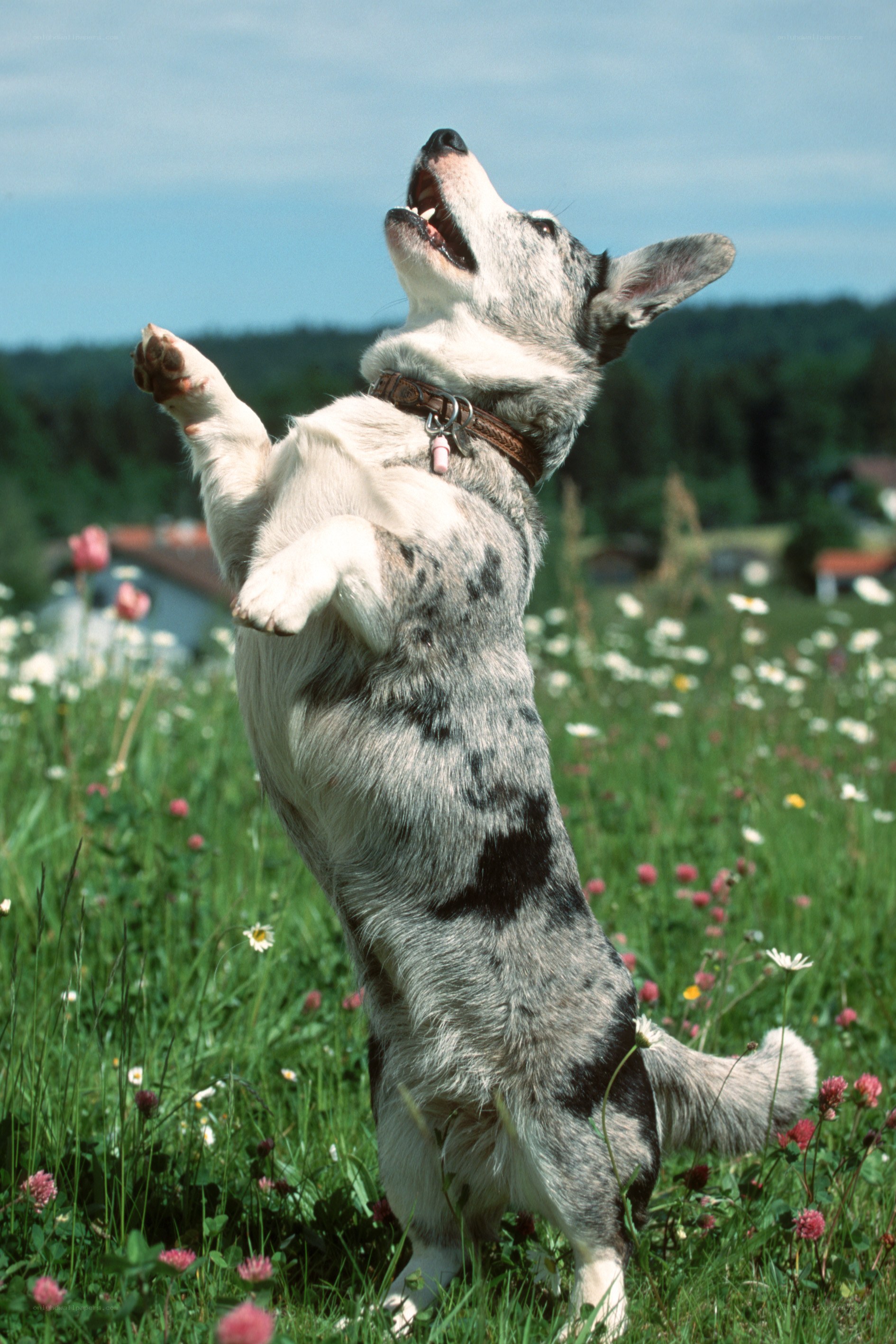 dog playing in a meadow