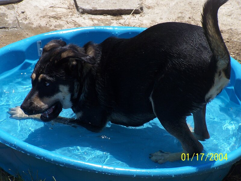 dog playing in a pool