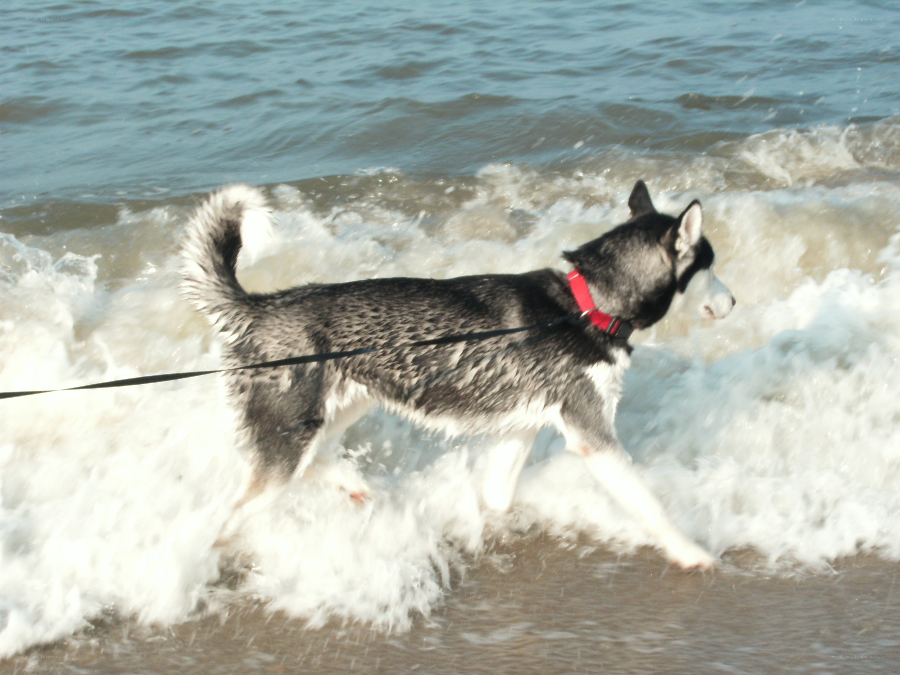 dog playing in ocean waves