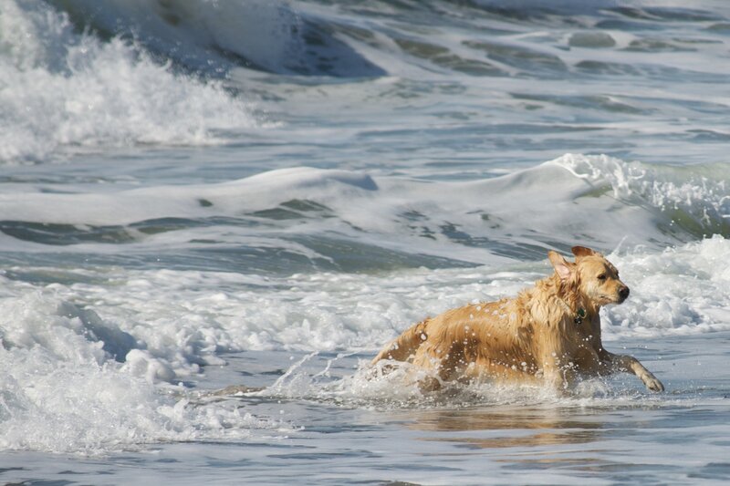 Dog playing in ocean waves
