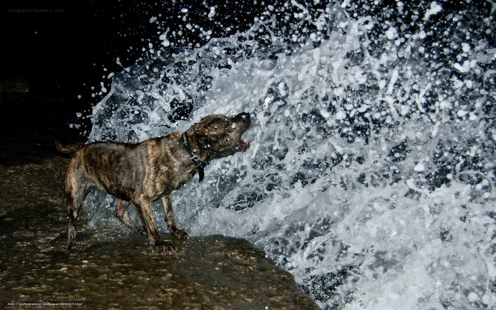 dog playing in ocean waves