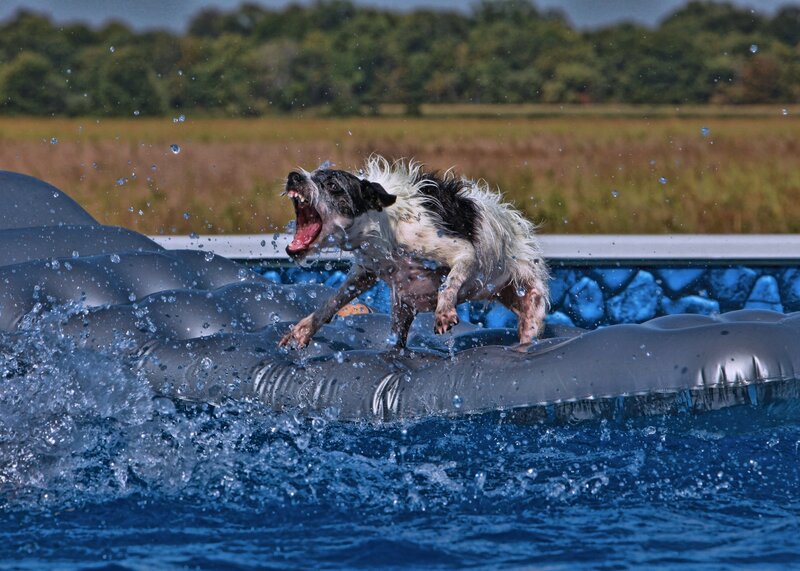 dog playing in pool