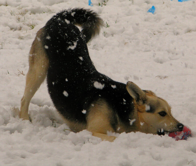 Dog Playing in Snow — White