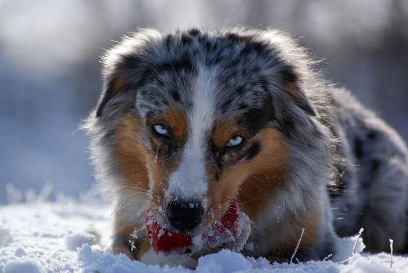 dog playing in snow with toy