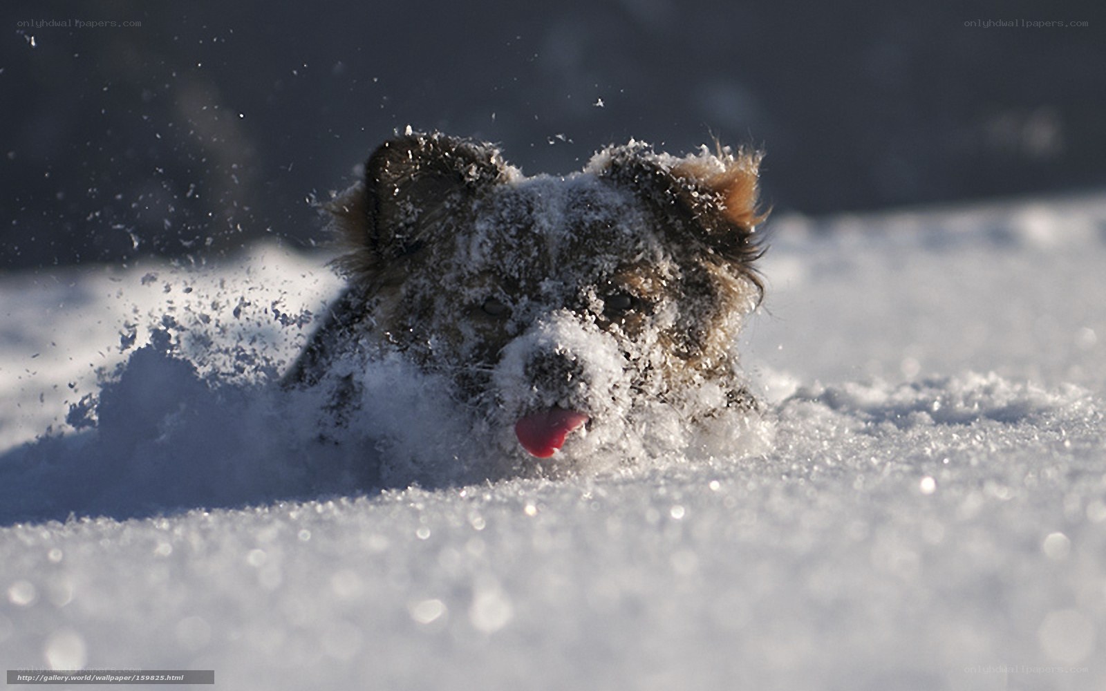 dog playing in snow