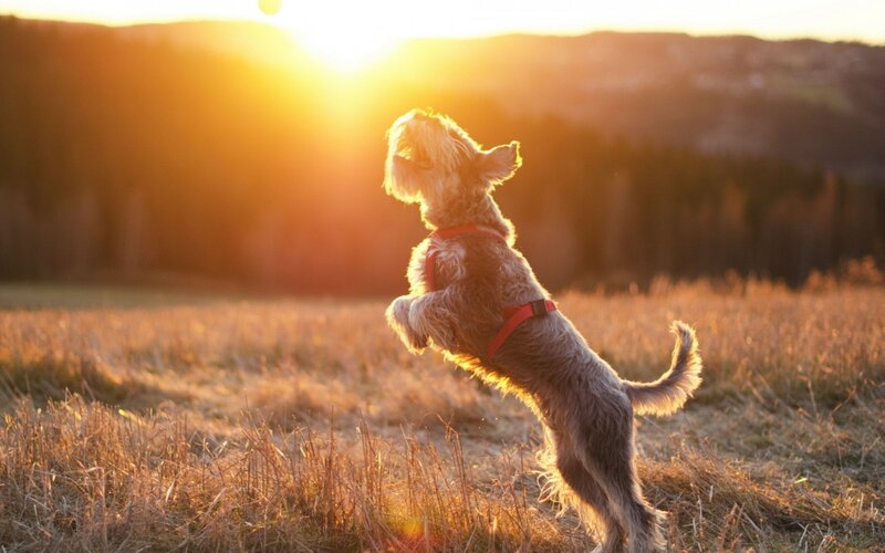 dog playing in sunset field