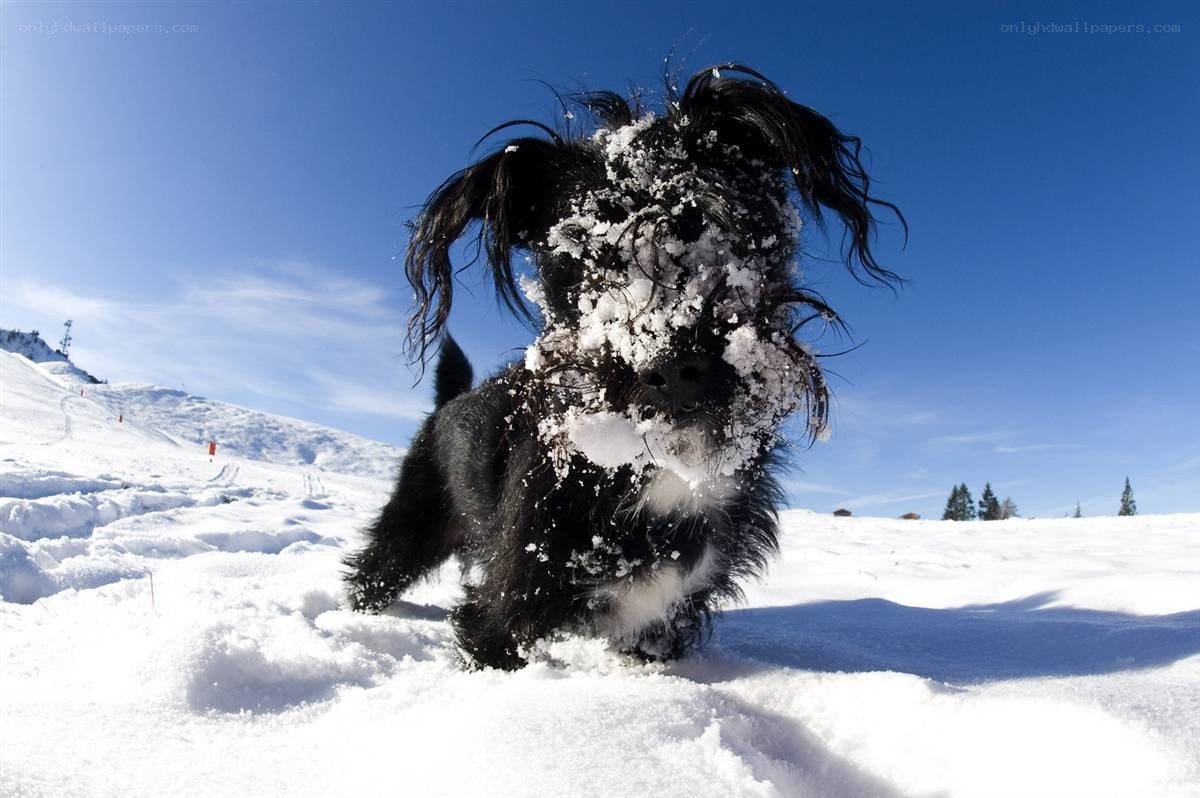 Dog playing in the snow