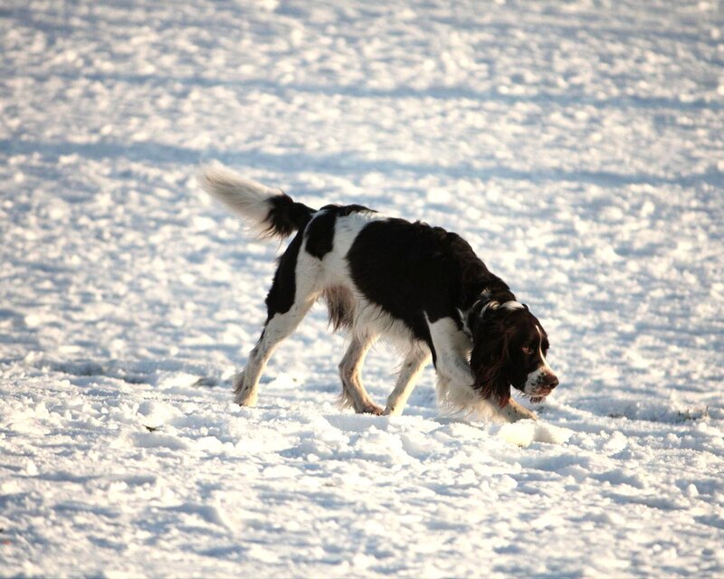 Dog playing in the snow