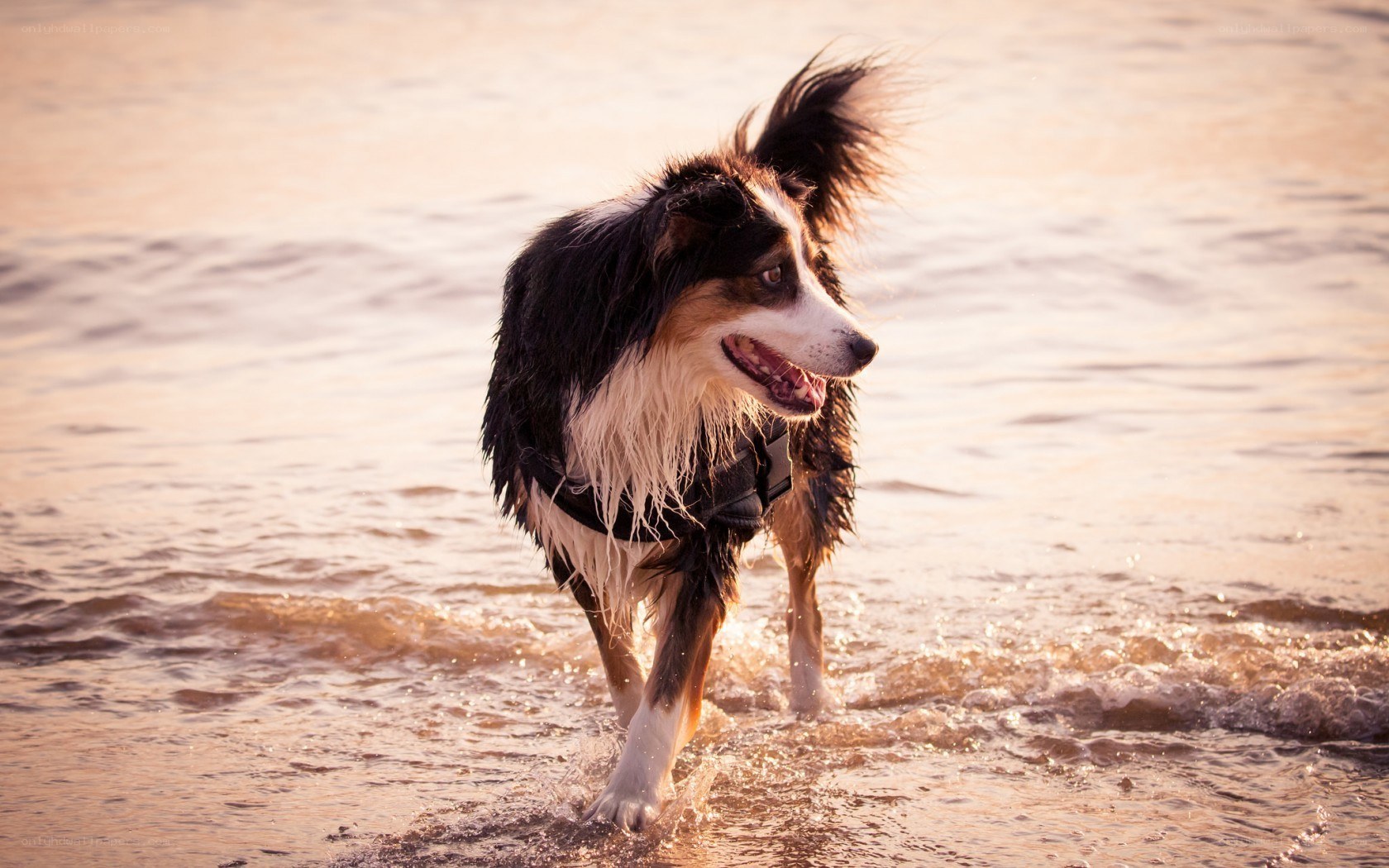 dog playing in the water