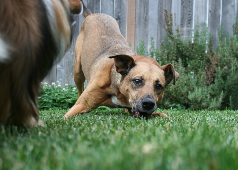 dog playing in the yard