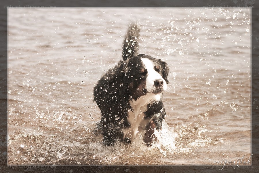dog playing in water