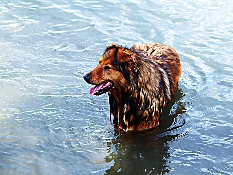 dog playing in water