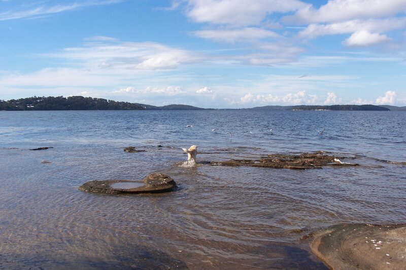 Dog Playing in Water — Blue