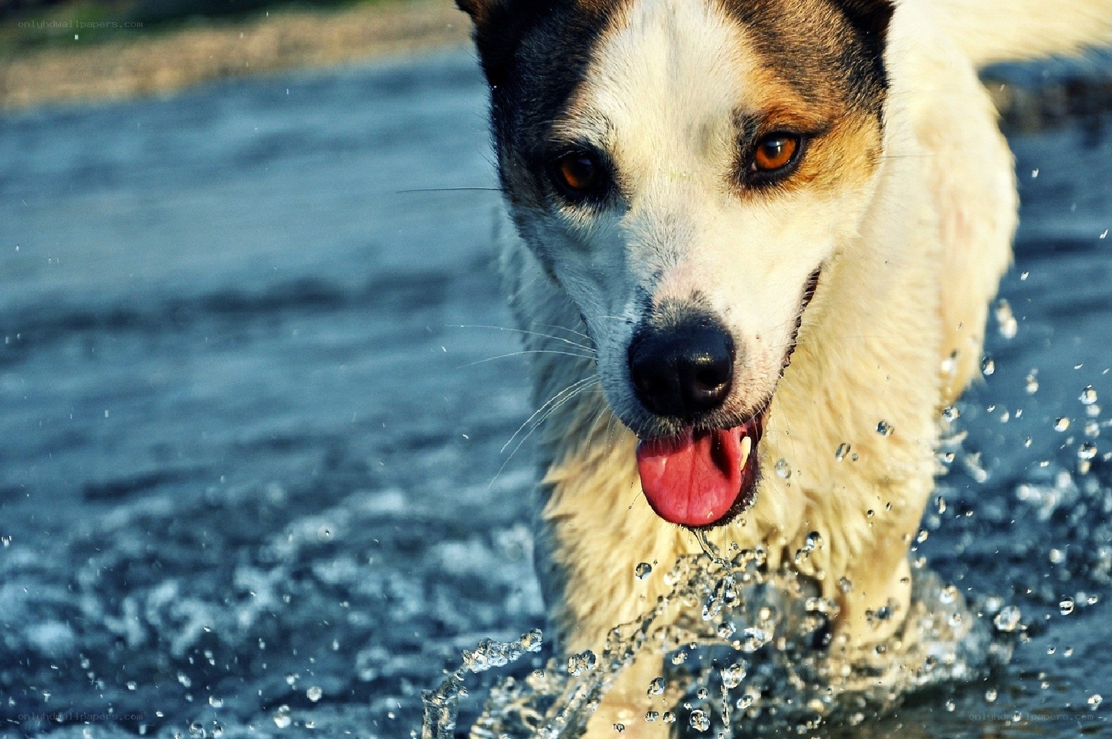 dog playing in water