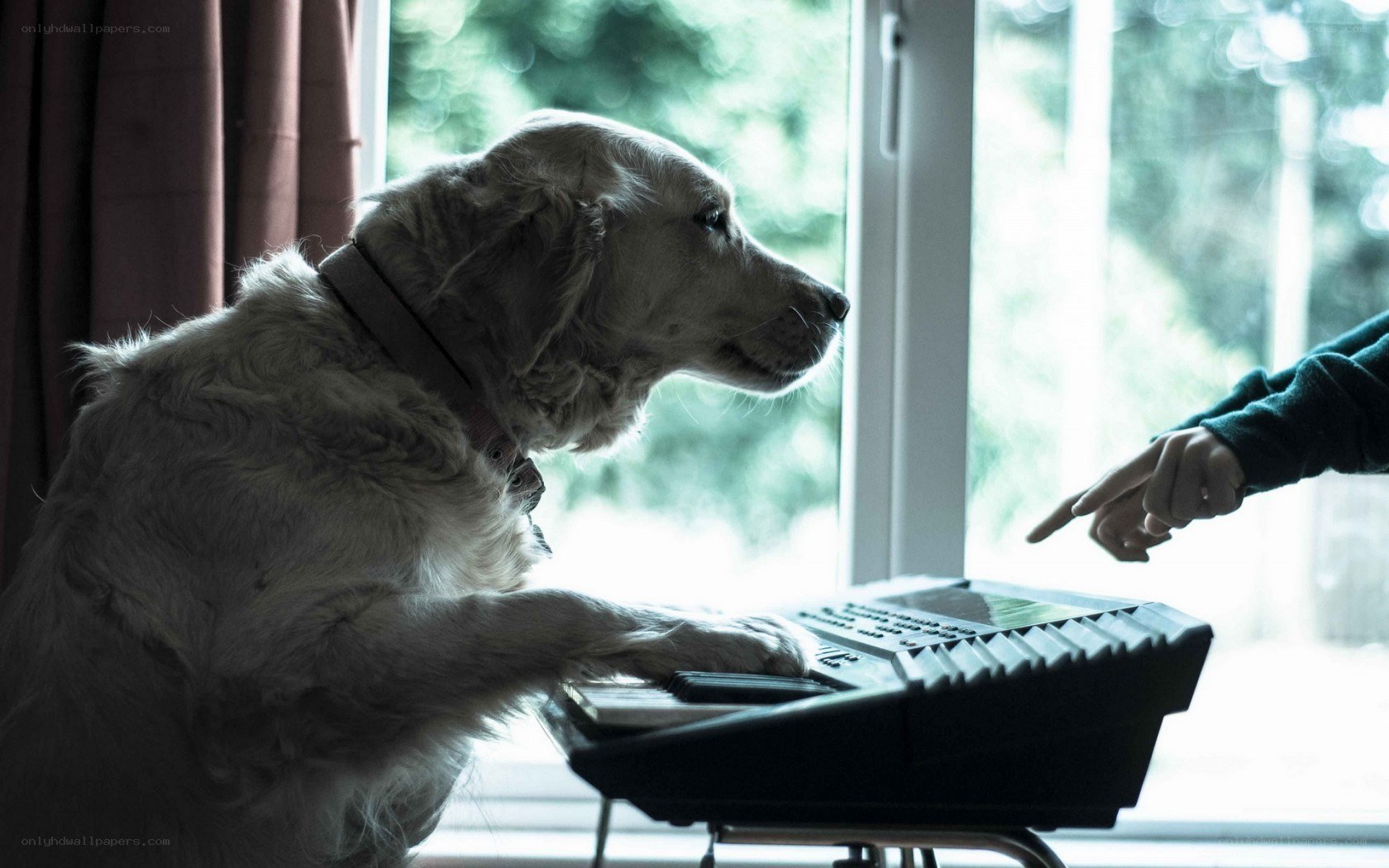 dog playing keyboard