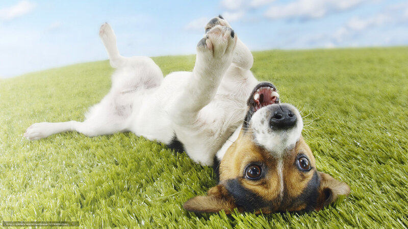 dog playing on grass