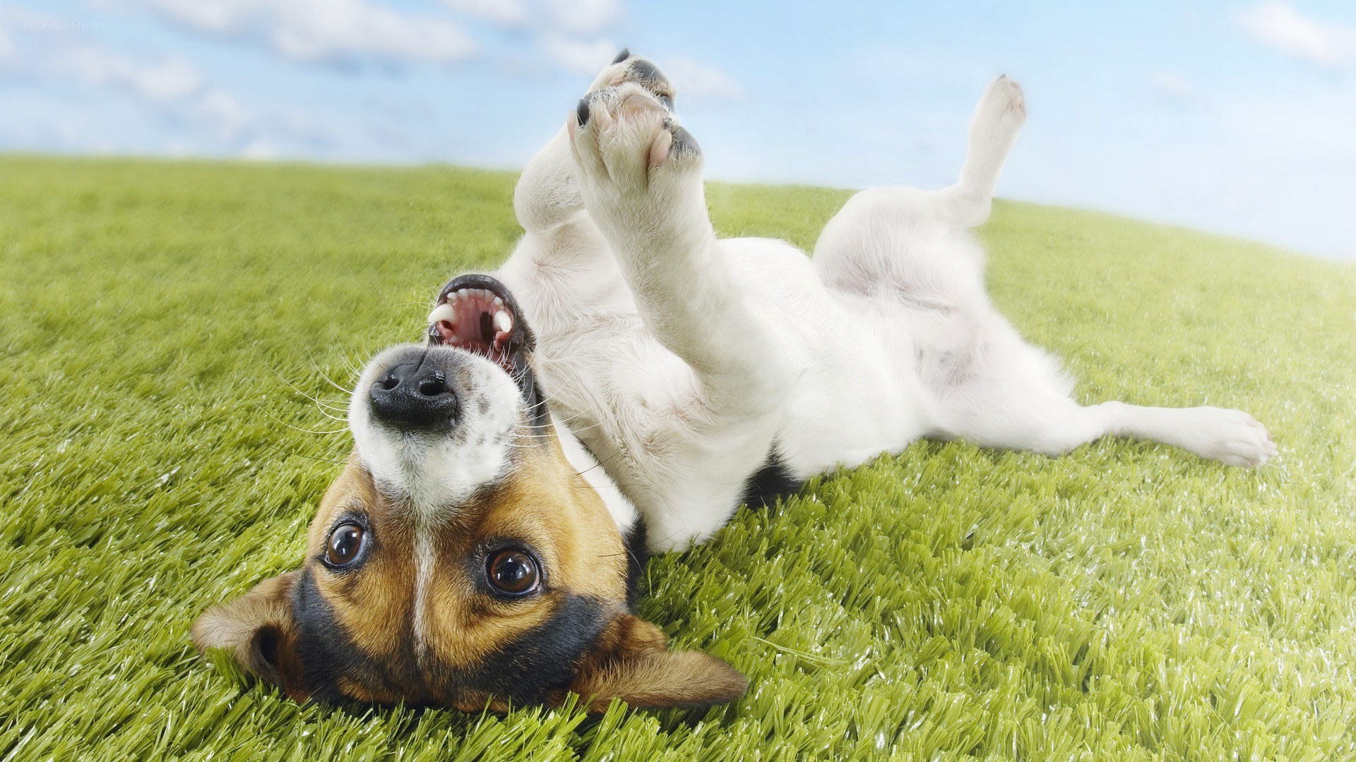 dog playing on grass