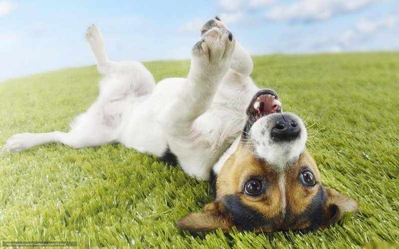 dog playing on grass