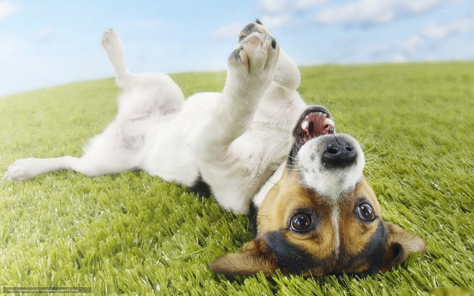 dog playing on grass