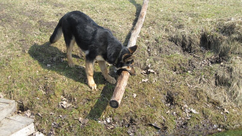 Dog playing with a log