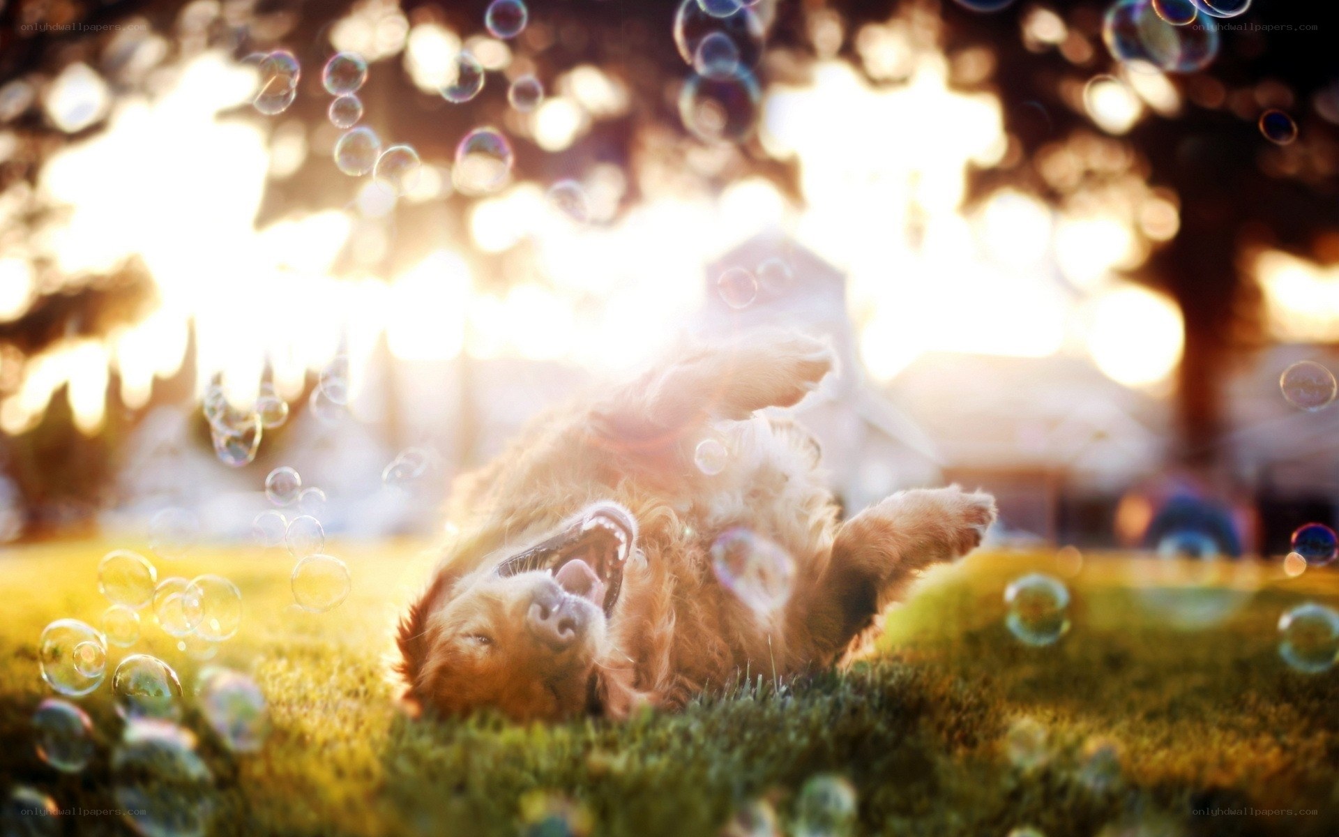 dog playing with bubbles