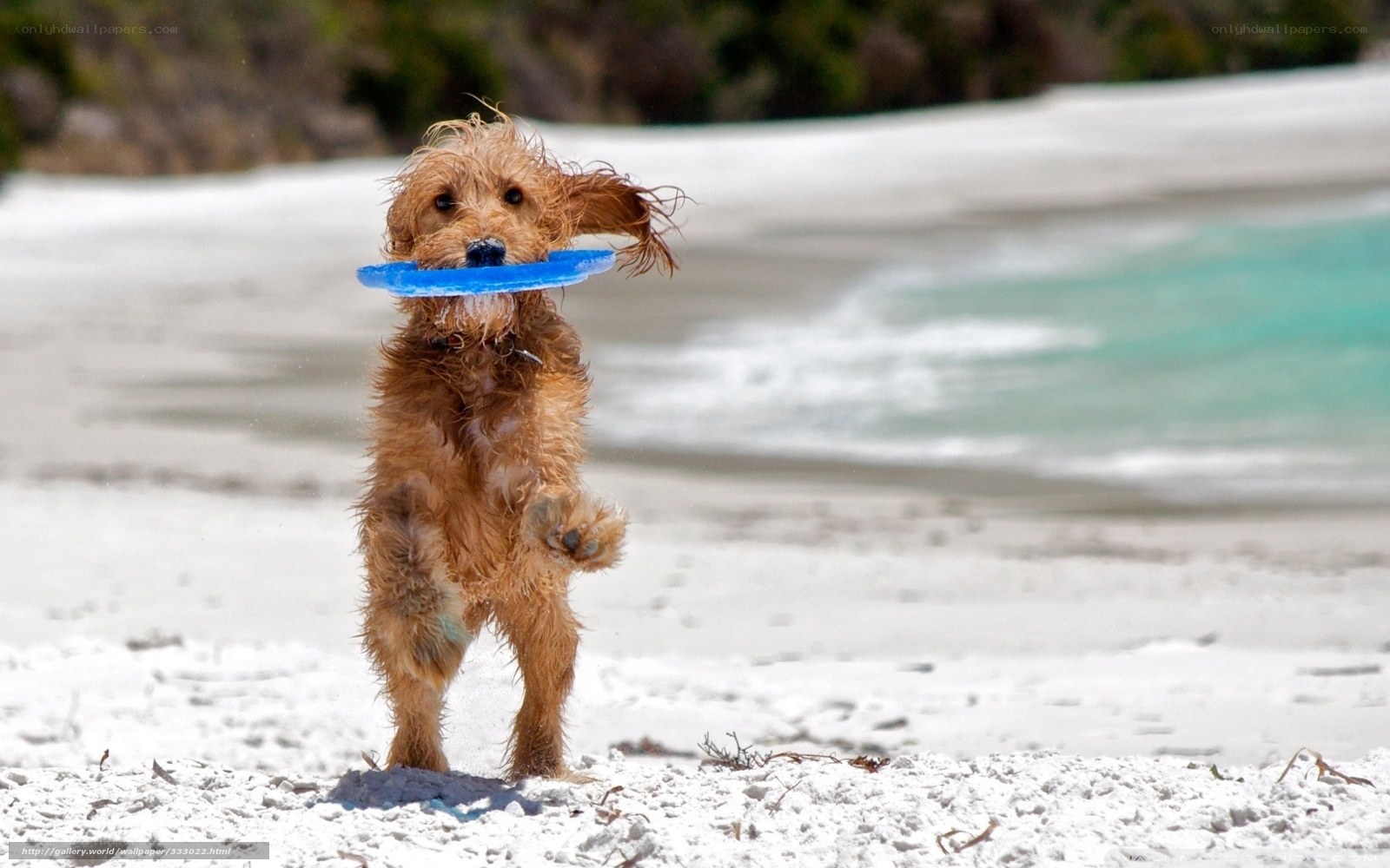 dog playing with frisbee on beach