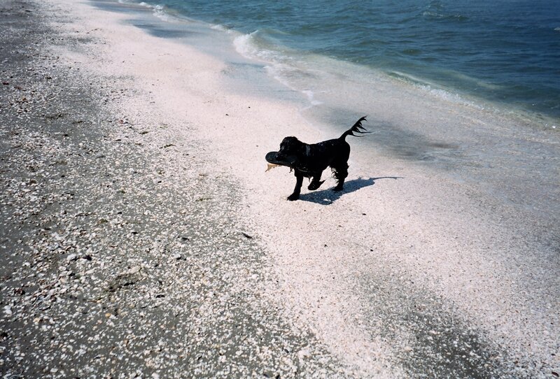 Dog playing with frisbee on beach