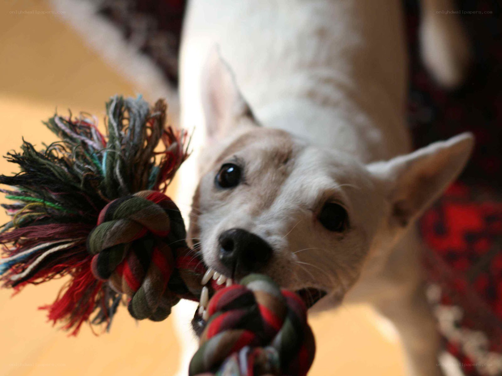 dog playing with rope toy