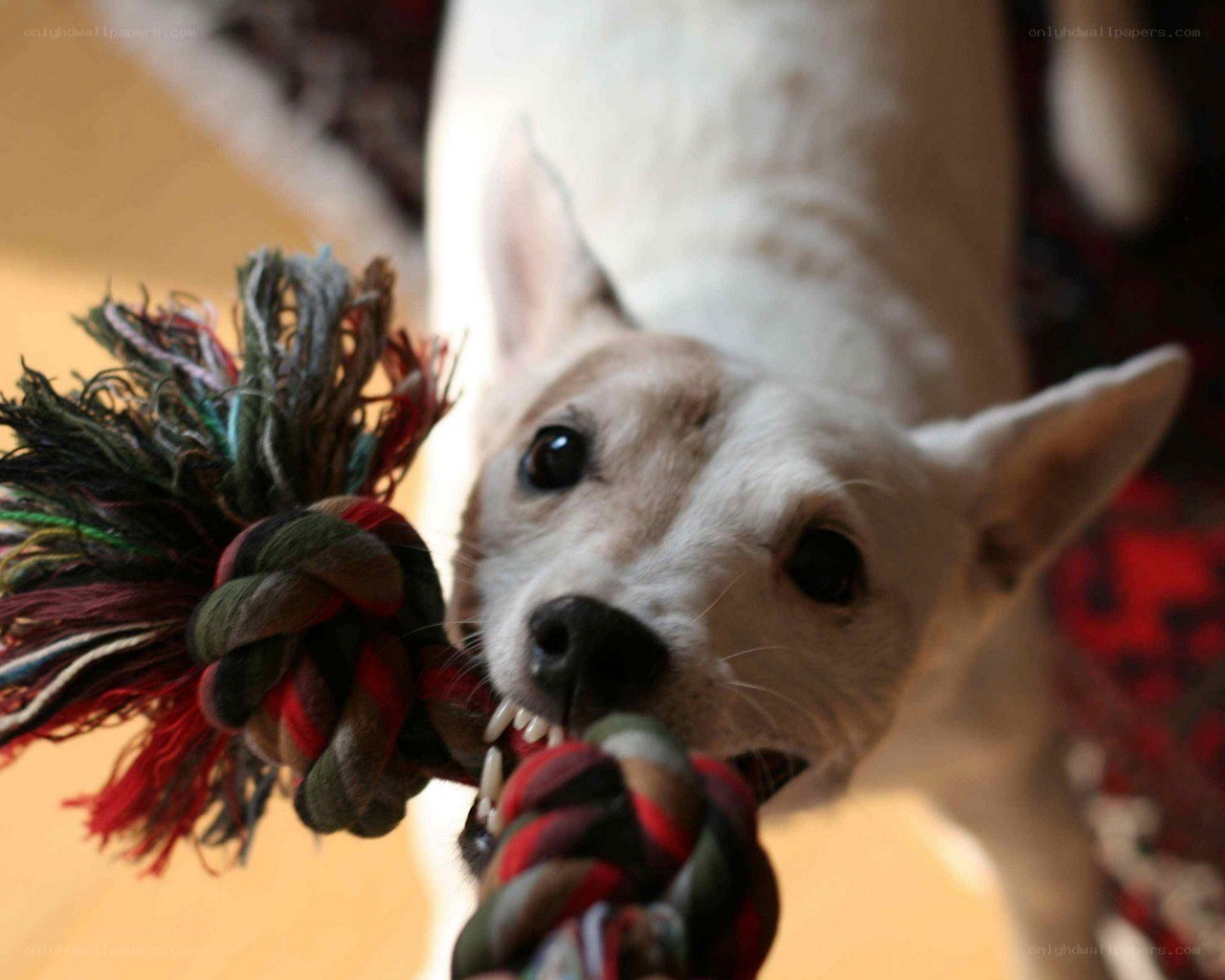 dog playing with rope toy