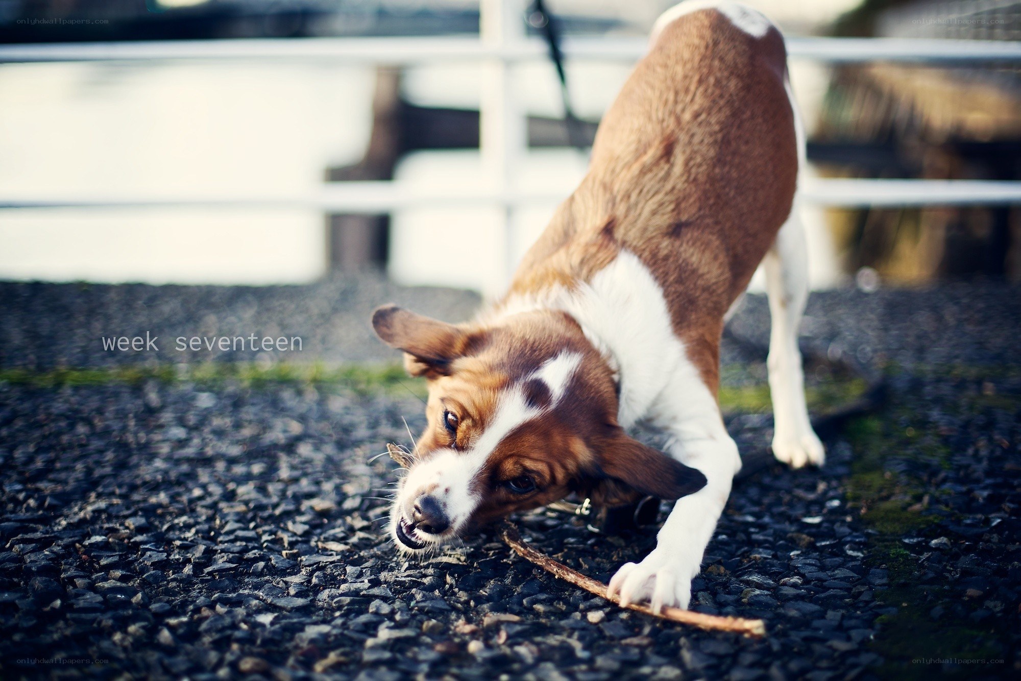 dog playing with stick