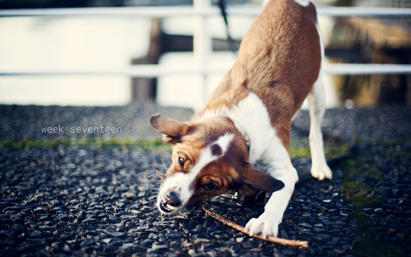 dog playing with stick
