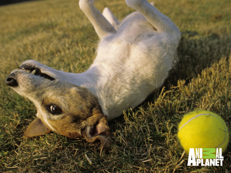 dog playing with tennis ball