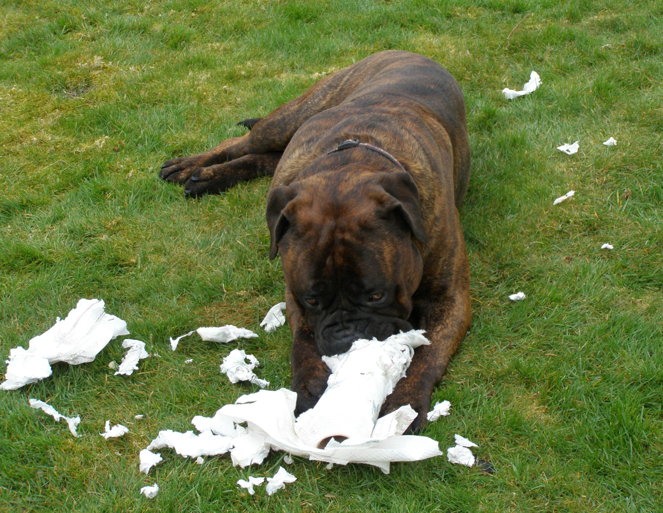 dog playing with toilet paper