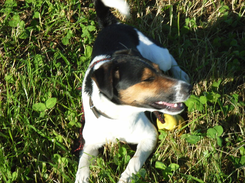 dog playing with toy in grass