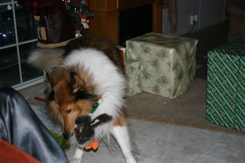 Dog playing with toy near gifts