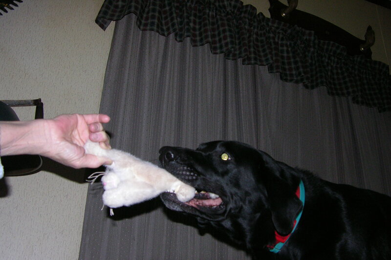 dog playing with toy
