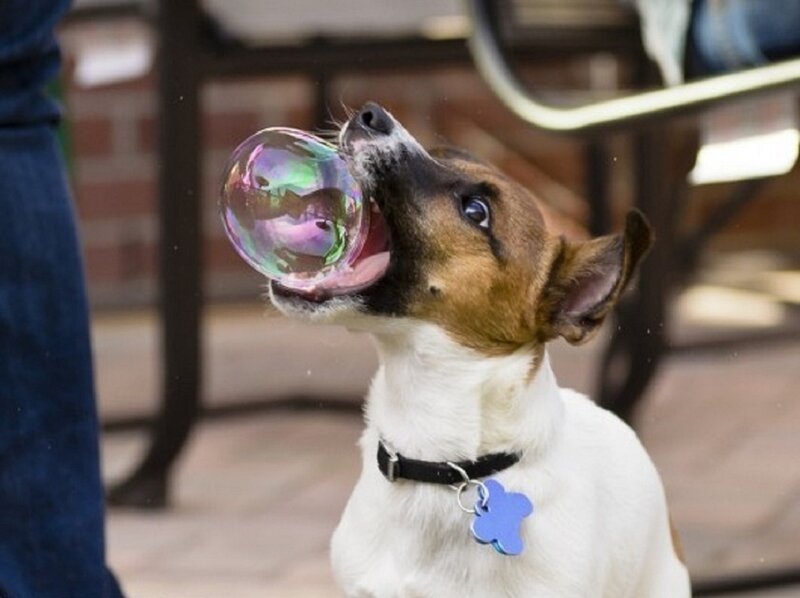 Dog Popping Bubble