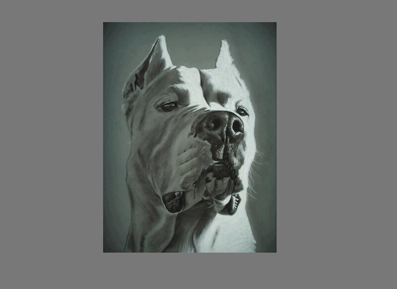 Dog Portrait