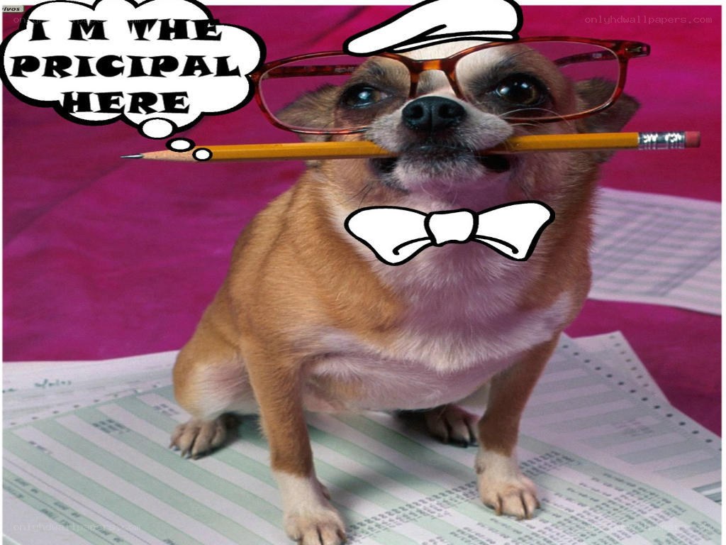 dog principal with pencil