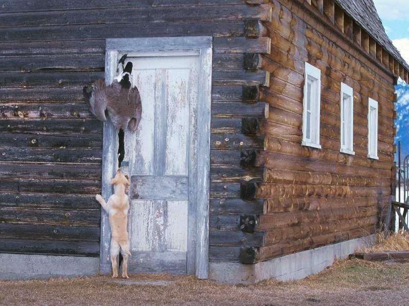Dog Pulling Goose