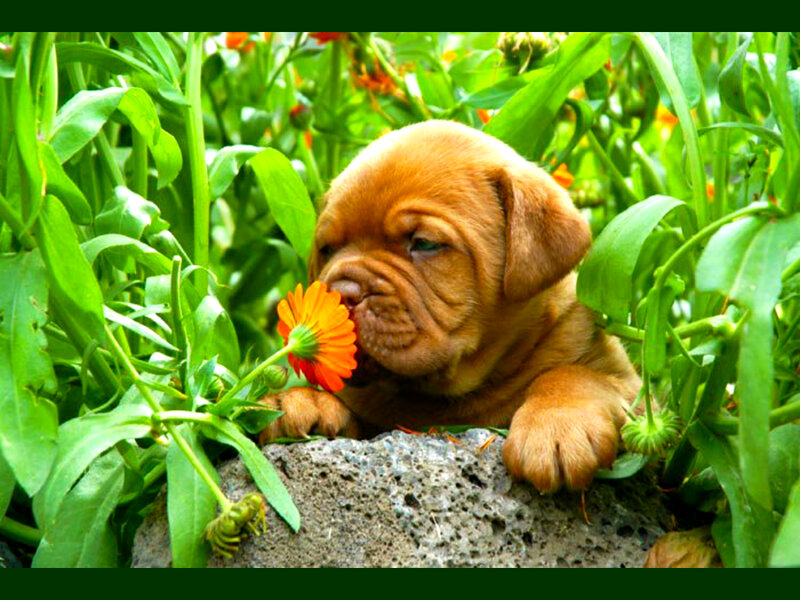 Dog Puppy in Flowers