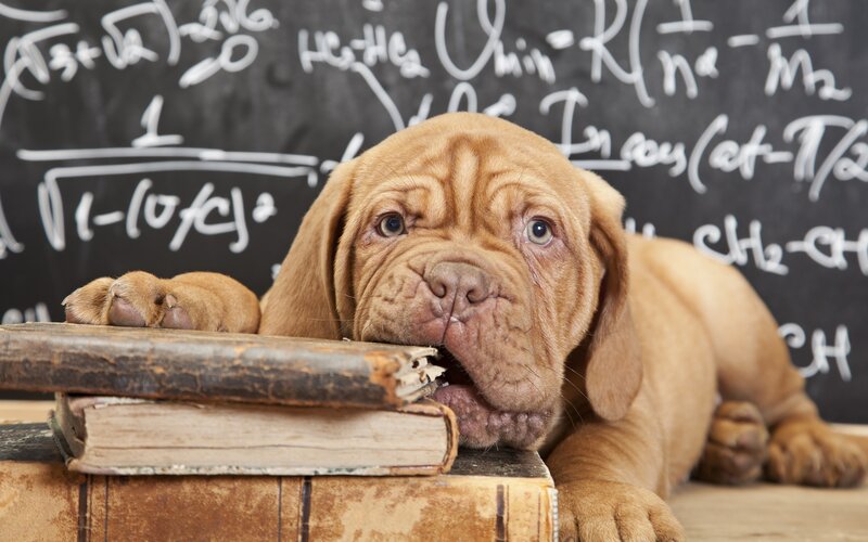 Dog Puppy on Books