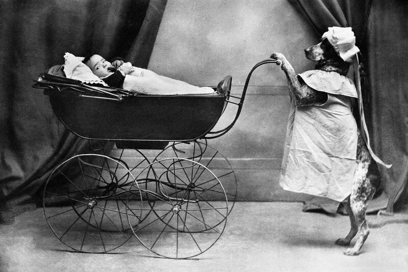 dog pushing baby carriage
