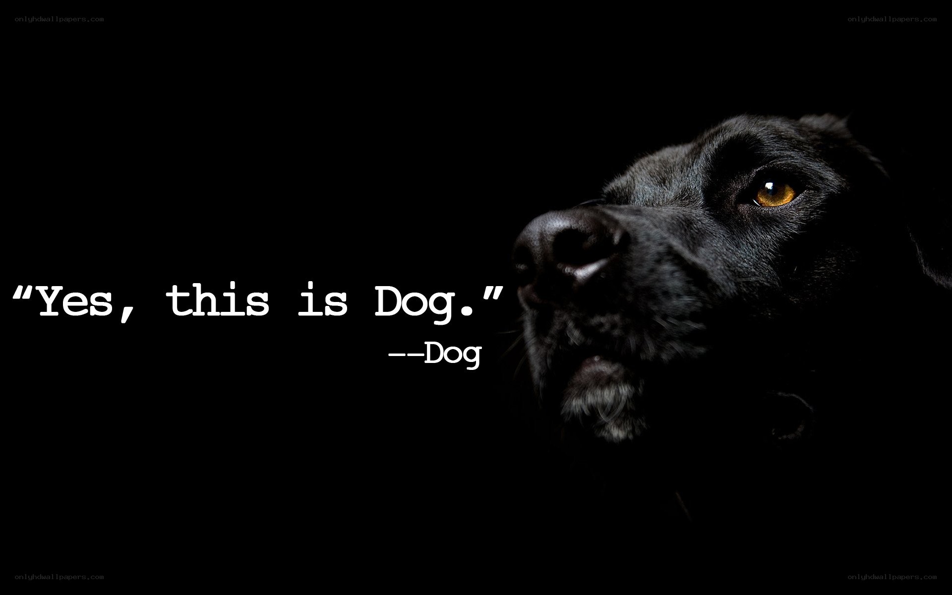 dog quote with black dog