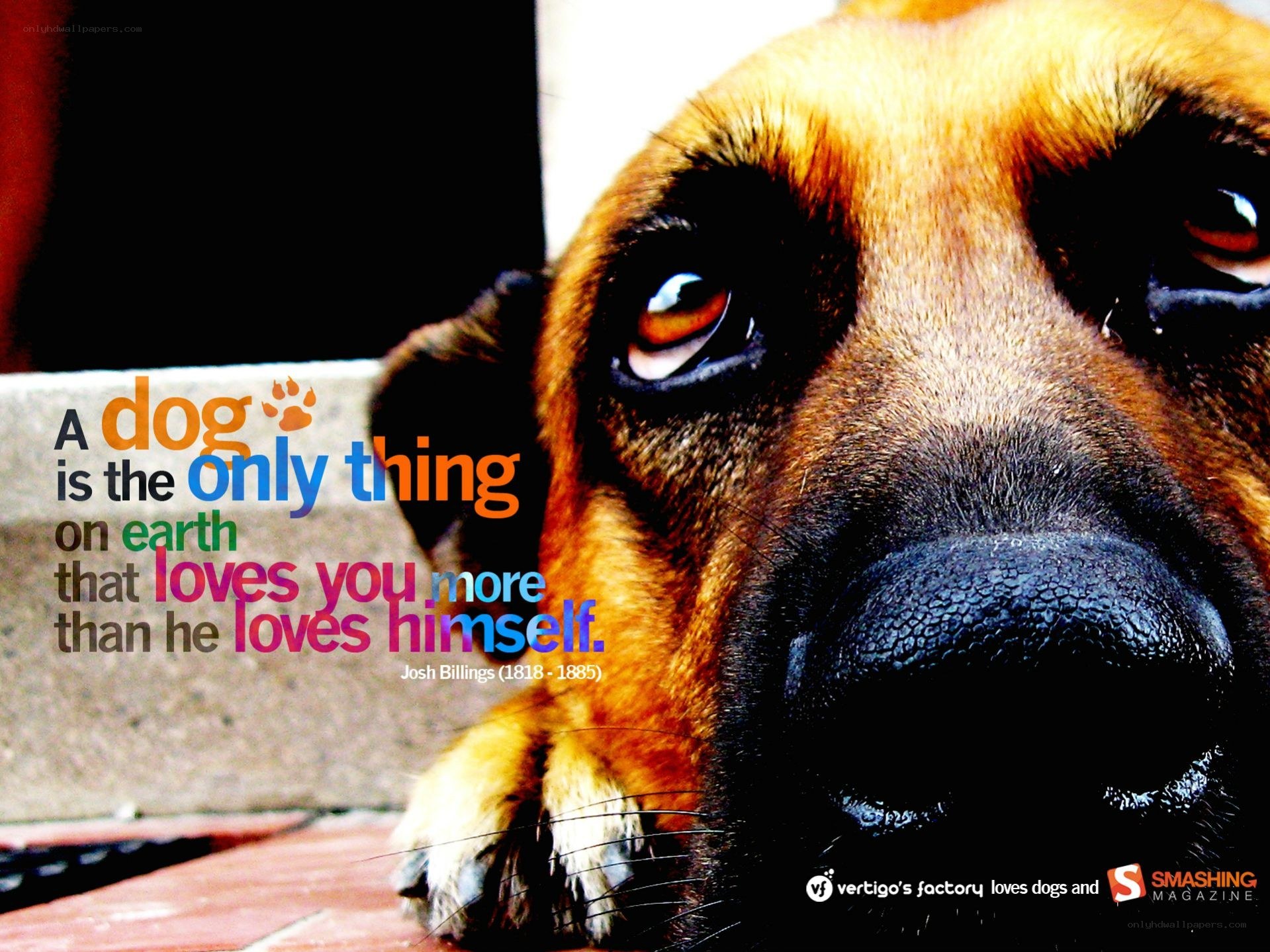 dog quote with close-up