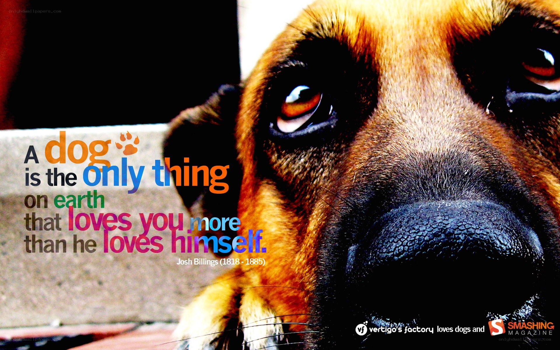 dog quote with close-up